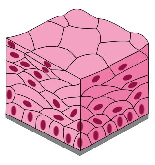 Stratified Squamous Epithelium Keratinized Drawing