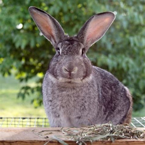 Lapin chinchilla américain - Infos sur la race et top guide | Li Linguas