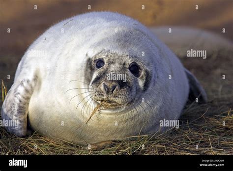 Fat seal pup on the beach at Donna Nook looking into camera Stock Photo ...