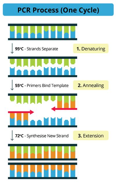 What Are The Three Basic Steps of Conventional PCR?