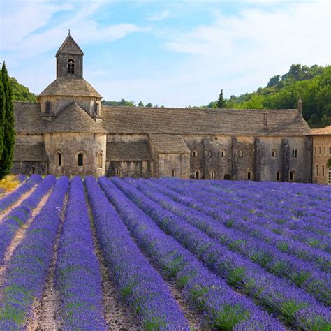 Sénanque Abbey with lavender fields (Provence)