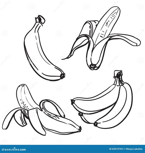 Banana. Line Drawing Of Bananas. On A White Background. One Color ...