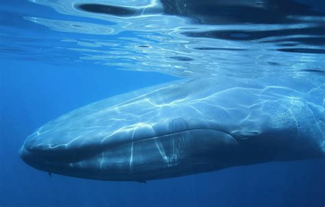 Blue Whale Wallpapers Images Photos Pictures Backgrounds