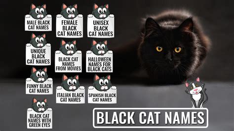 Black Cat Names - 225 Unique And Cool Names - Petmoo