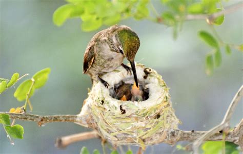 Hummingbird Nest Facts - Hummingbirds Plus