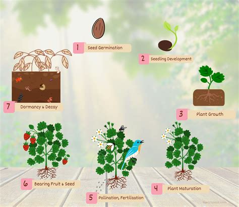 The Life Cycle of a Plant Explained (Pictures) | HerbSpeak