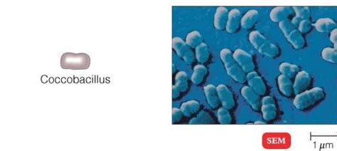 Different Size, Shape and Arrangement of Bacterial Cells