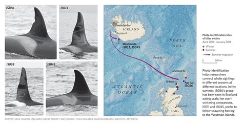 Mapping The Journey Of Marine Animal Migrations