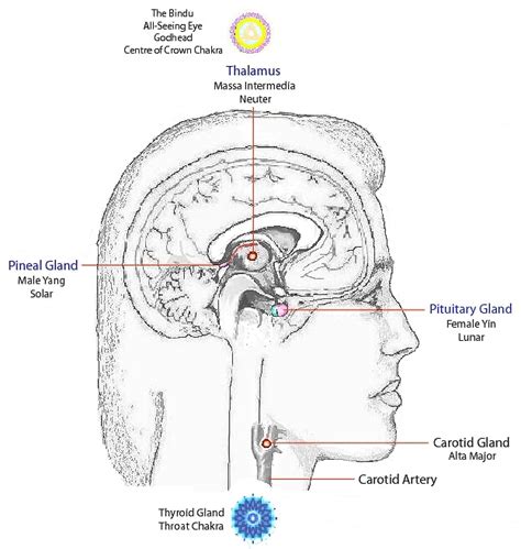 The 3rd Eye Hypothesis | Inside A Soul