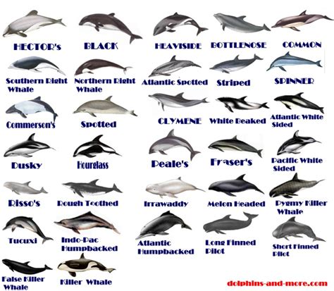 Dolphin Species List