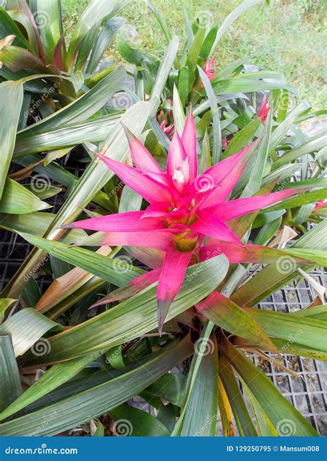 Pink Bromeliad Flower in Garden Stock Image - Image of bloom, botanical ...