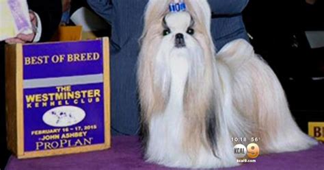 Patty Hearst's Shih Tzu Competes Fur The Win At Westminster Dog Show ...