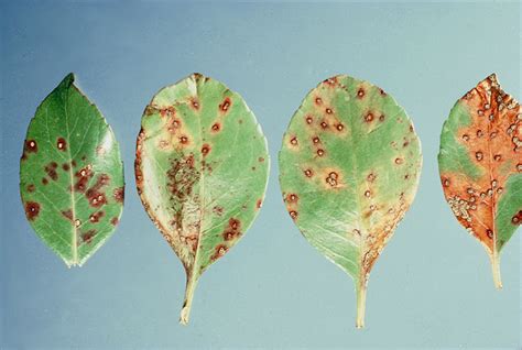 Landscape: Hawthorn Leaf Spot | UMass Center for Agriculture, Food and ...