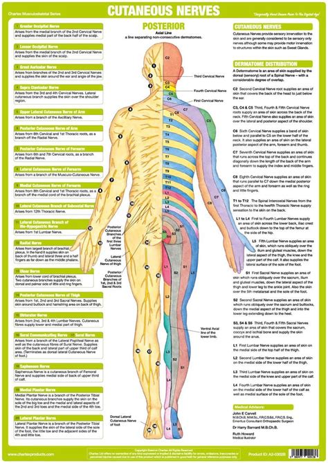 Human Body Back Nerves