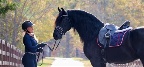 Friesian Horses For Sale at Friesian Marketplace