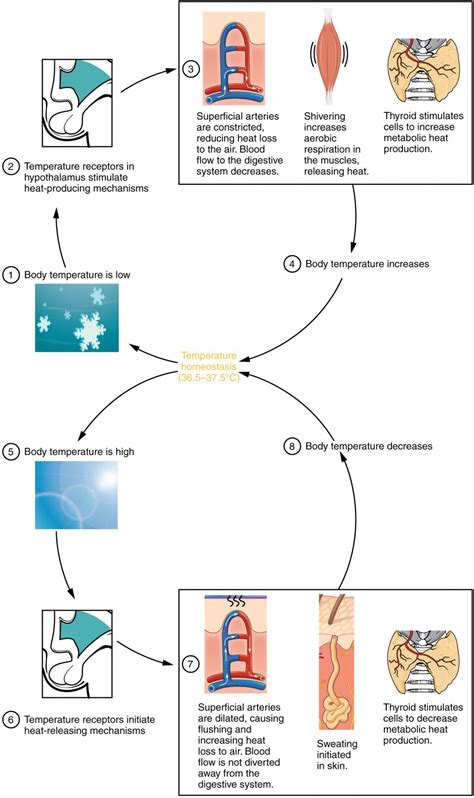 Energy and Heat Balance | Anatomy and Physiology II | | Course Hero