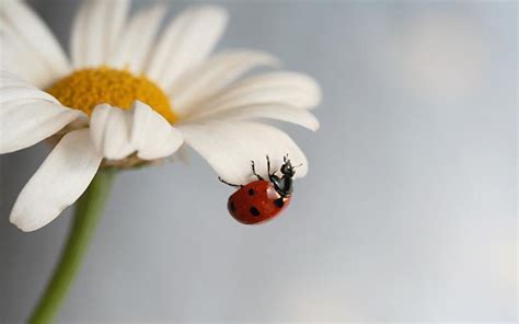 HD Daisy With Ladybug Wallpaper | Download Free - 49888