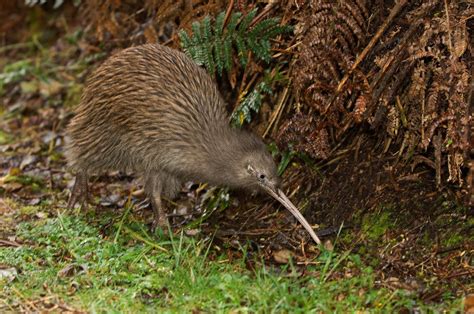 Why are Kiwis Endangered? - Facts and Figures