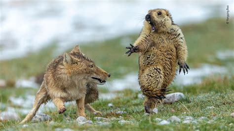 Wildlife Photographer of the Year 2019 - Natural History Museum