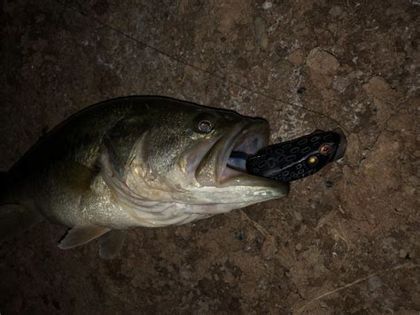 5 Good Night Bass Fishing Lures - Kraken Bass