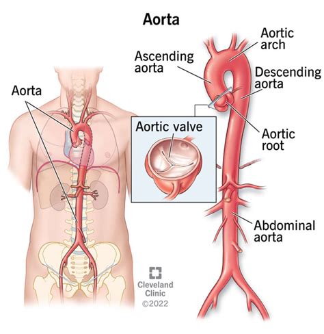 Aorta: Anatomy and Function