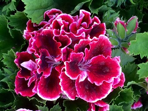 Geranio Pelargonium | Gerani, Fiori