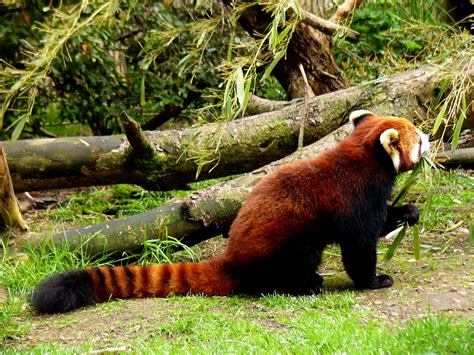 File:Red panda eating bamboo.jpg