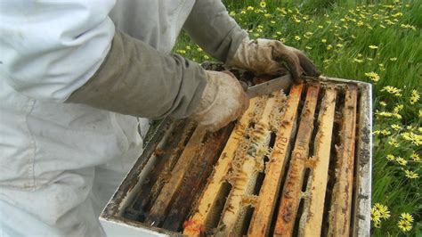 Study suggests pesticides may threaten bees - ABC News