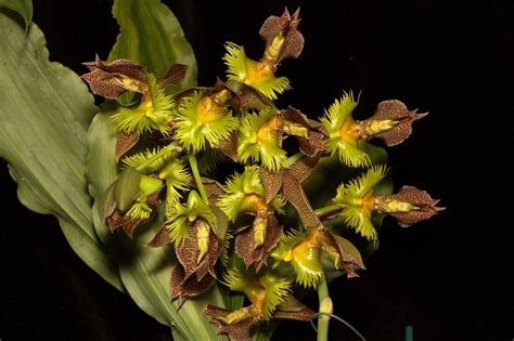 Catasetum fimbriatum 'Barbu Citron Vert'