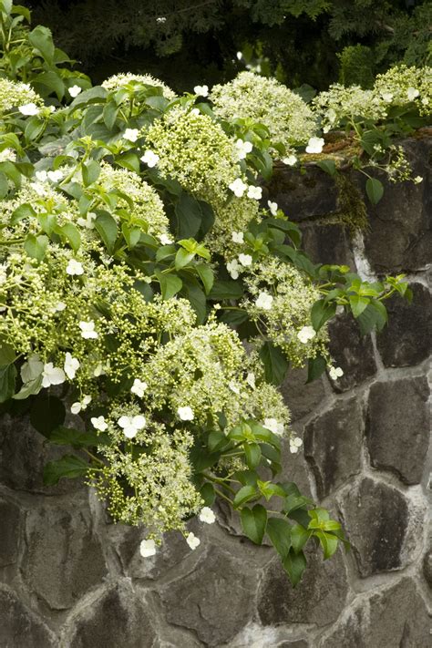 Climbing Hydrangea | Climbing hydrangea, Hydrangea varieties, Planting ...