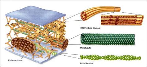 10 Facts about Cytoskeleton - Fact File