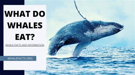 What Do Whales Eat? | Diet, Eating Habits and Hunting Methods