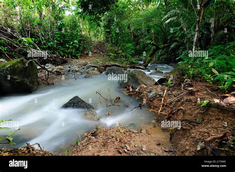 Panama, wild Darien jungle near Colombia border. Central America Stock ...