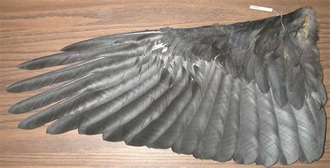 Raven, Raven wings, Ornithology