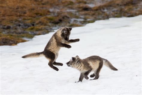 Arctic fox cubs playing, Svalbard - Gesser Images and Photography