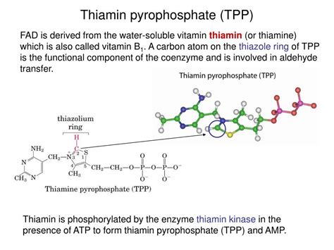 PPT - Redox Reactions in Metabolism: Standard reduction potentials ...