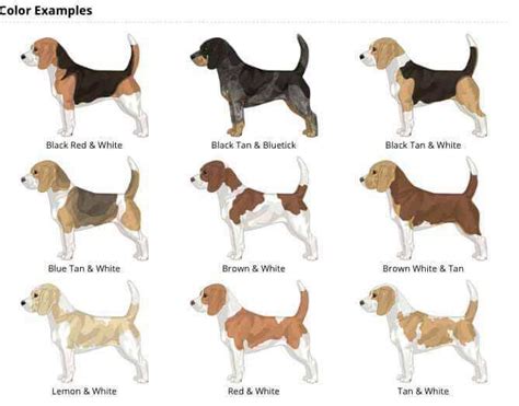 79+ Puppy Full Size Beagle Dog - l2sanpiero