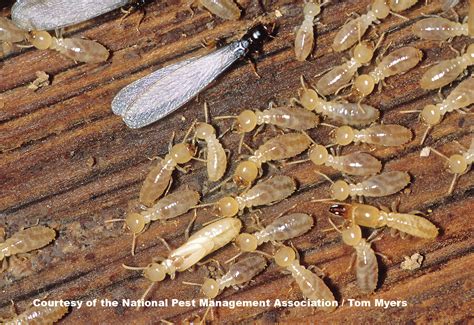 Know Your Termite and Prevent an Infestation - Modern Pest Services