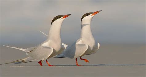 Common Tern Identification, All About Birds, Cornell Lab of Ornithology