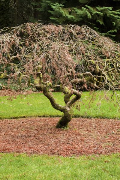 Dwarf Japanese Maple Tree Care