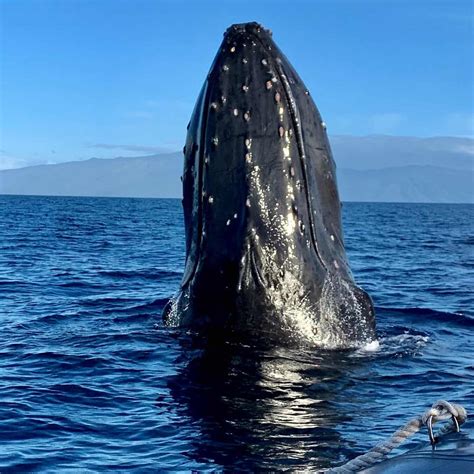 Reasons to Book Lahaina Whale Watching Tours - Hawaii Ocean Rafting