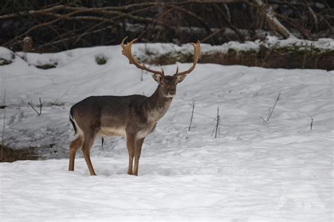 Fallow Deer - Fascination Wildlife