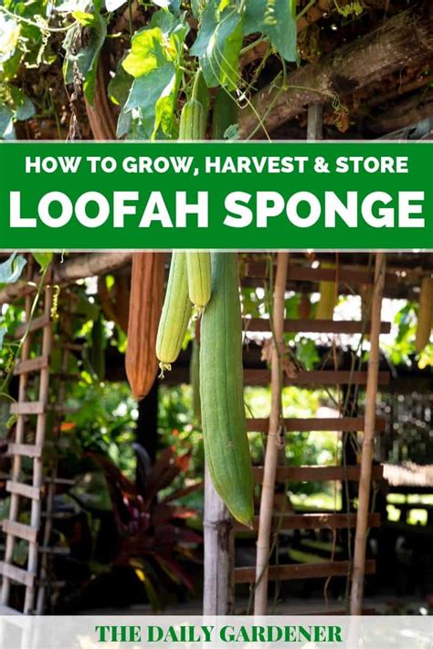 How to Grow Loofah(Luffa) Sponge in Your Garden?