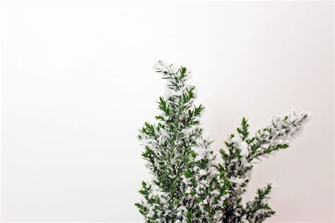 Ellwoodii Trees – Consolidated Nurseries