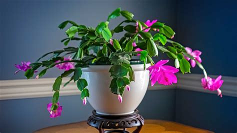 How to make a Christmas cactus bloom: expert flowering tips | Gardeningetc