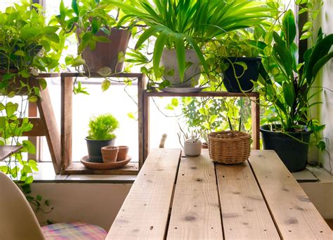 Indoor Garden Tips from Pros - Bob Vila