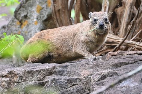 Rock Hyrax Habitat Editorial Stock Photo - Stock Image | Shutterstock