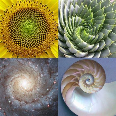 Fibonacci spirals should inspire the labyrinth motives all over the ...