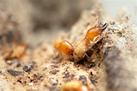 How To Identify Drywood Termite Infestation: 6 Signs - What's That Bug?