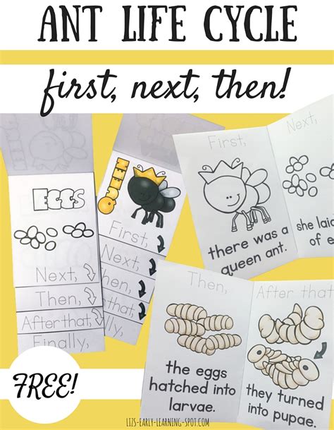 Ant Life Cycle: First, Next, Then | Liz's Early Learning Spot